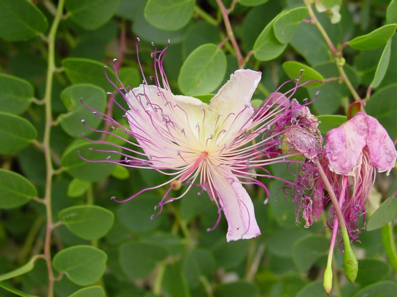 Capparis spinosa / Cappero comune